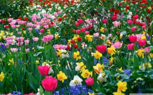 spring_flowers-tulips